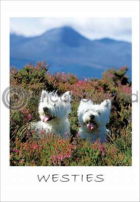 Pack of 10 West Highland White Terrier Postcards - Click Image to Close